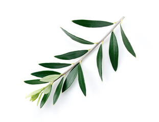 Fototapeta premium Olive branches placed on a white background