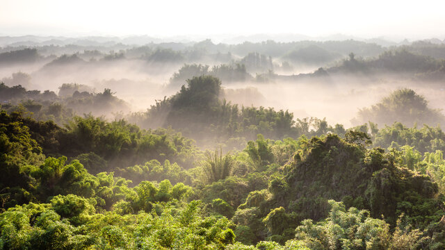 Foggy  Bamboo Valley