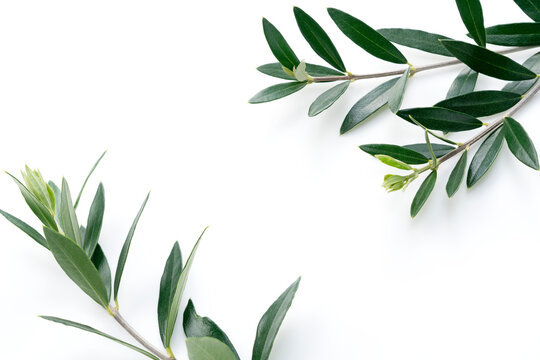 “Olive Leaves” Images – Browse 8,549 Stock Photos, Vectors, and Video