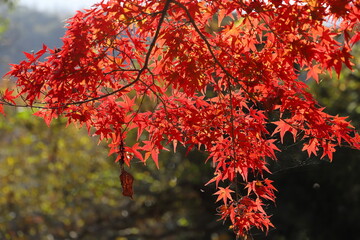 紅葉