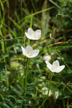 Close-up of white flowers of Potentilla alba plant in green grass