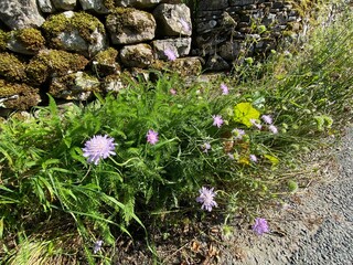 Wild flowers, growing by a moss covered, dry stone wall, in the heart of the Yorkshire Dales in, Littondale, Skipton, UK