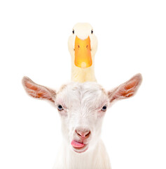 Portrait of funny goat showing tongue with duck on head isolated on white background