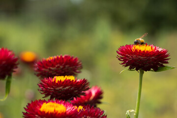A bee sits on a flowering bush of Xerochrysum bracteatum collecting nectar. Gardening background. Beautiful bright flowers in summer. Cultivation of straw flowers (or Paper Flower)