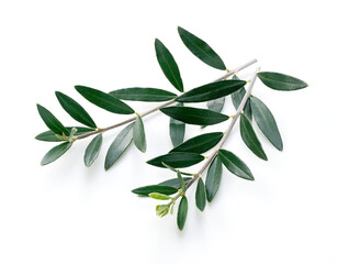 Olive branches placed on a white background