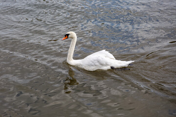 White swan swimming in to the river