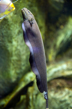 Monkey Fish Machanu รูปภาพMachu-Picchu – เลือกดูภาพถ่ายสต็อก เวกเตอร์ และวิดีโอ98,640 ...