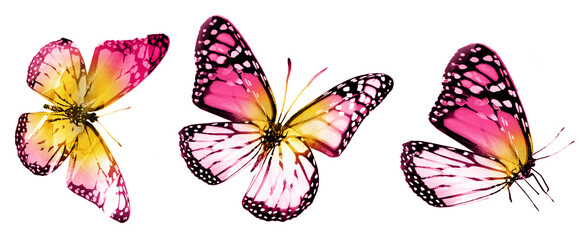 Three watercolor butterflies, isolated on white background