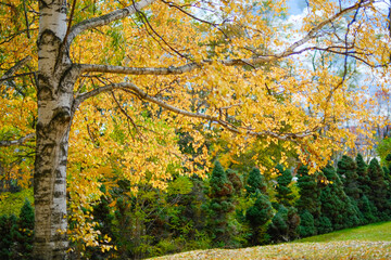 Obraz premium 秋の白樺