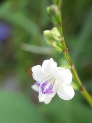 White flowers with blur photography