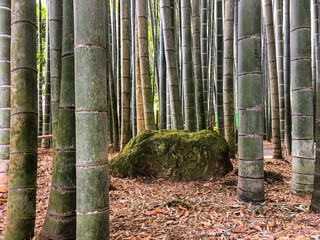 Bamboo forest with moss in tropical rainforest on Hawaiian Island or in temple park in Kamakura...