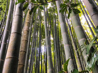 Bamboo forest with moss in tropical rainforest on Hawaiian Island or in temple park in Kamakura...