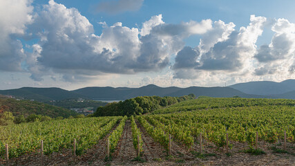 Fototapeta na wymiar Storm clouds over the grape fields