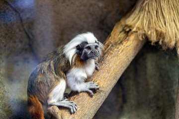 Cotton top tamarin (Saguinus oedipus) captive