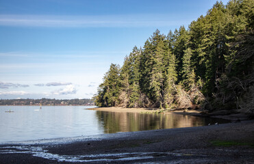 Forest at Water's Edge in the Pacific Northwest - Puget Sound, Olympia, Washington, USA
