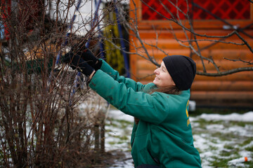 Caucasian beautiful woman gardener prunes branches with pruning shears, winter pruning of plants,...