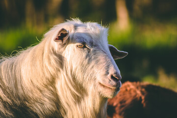 Retrato de una cabra blanca