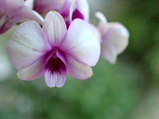 Purple orchid flower with soft focus ,Dendrobium bigibbum plants, pink orchid in garden and green blurred background, macro image ,sweet color for card design