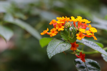 Lantana camara flower are blooming