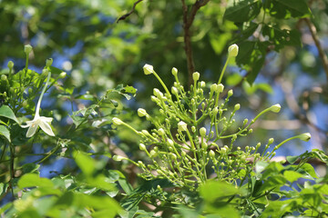 White Millingtonia hortensis are blooming