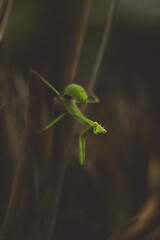 Retrato de una Mantis religiosa