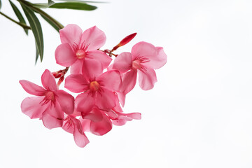 Nerium oleander are blooming and white background