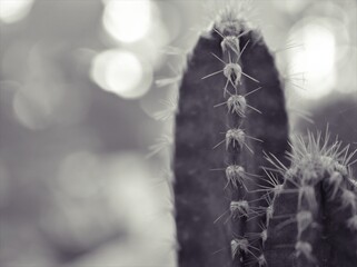 macro cactus Pilosocereus plant in black and white image and blurred background ,old vintage style photo for card design	