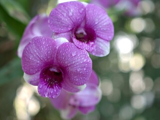 Closeup macro purple orchids Dendrobium bigibbum cooktown pink orchid flower plants with water...