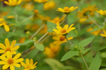 yellow flower