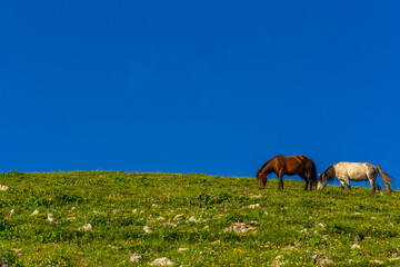 Scenery mountain landscape at Caucasus mountains with horses