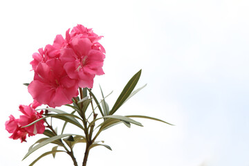 Nerium oleander are blooming and white background