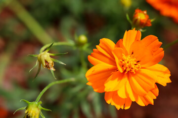 Orange Cosmos sulphureus Cav flower are blooming