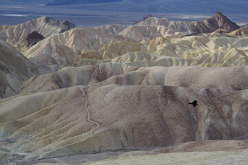 A crow flying past the badlands terrain, as seen from Zabriskie Point in Death Valley National Park