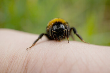 Erdhummel auf einen Finger