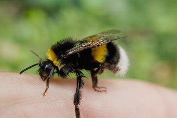 Erdhummel auf einen Finger