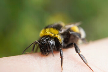 Erdhummel auf einen Finger