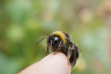 Nahansicht einer Ackerhummel