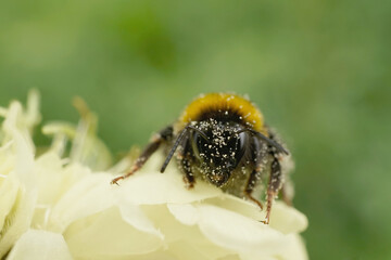 Erdhummel mit Blütenstaub