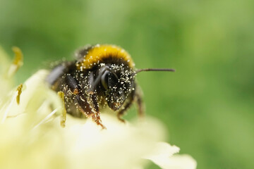Erdhummel mit Blütenstaub