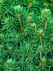 Beautiful evergreen tree branches close up as a christmas background with a shallow focus.