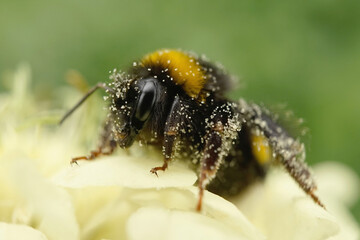 Erdhummel mit Blütenstaub