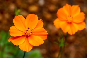 Orange Cosmos sulphureus Cav flower are blooming