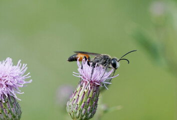 Nahansicht einer Langstielgrabwespe auf einer Distel