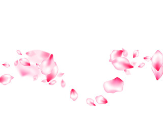 Pink cherry blossom petals isolated