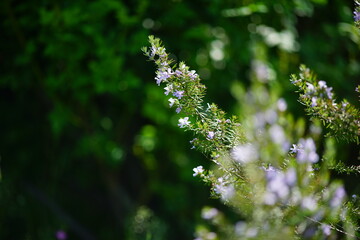 ローズマリーの花