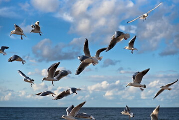 Seagulls on the shores of the Baltic Sea. - obrazy, fototapety, plakaty