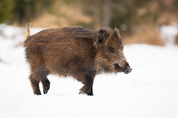 Wild boar, sus scrofa, going on white meadow in wintertime nature. Dirty brown mammal walking on snowy field in winter. Brown big swine marching on pasture.