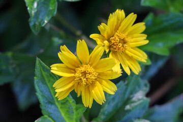 Wedelia trilobata flower are blooming in garden