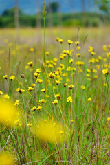 Xyridaceae beautiful field full of yellow