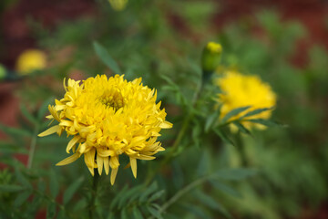 Yellow Tagetes erecta are blooming